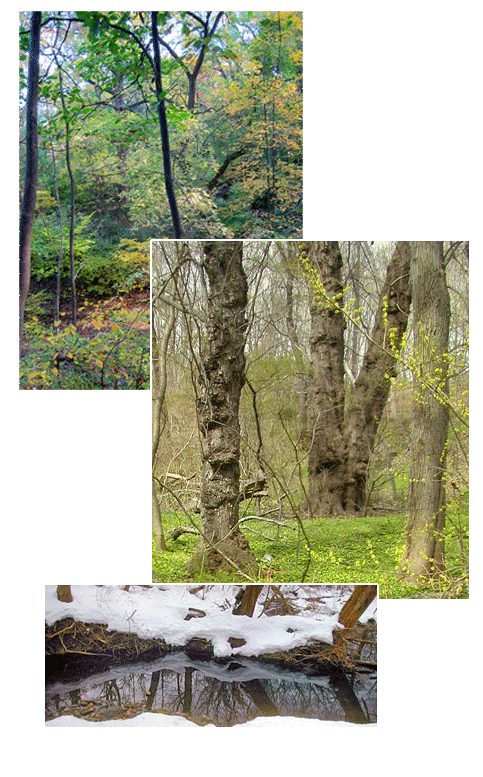 Wissahickon East